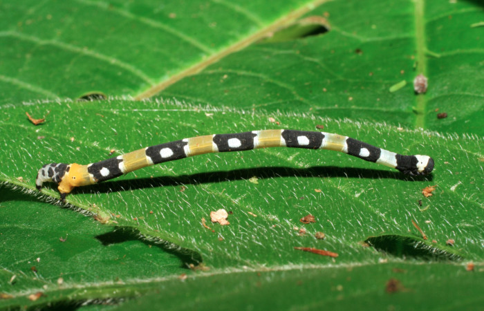 Figura 3. Larva <i>Pseudasellodes</i></i> fenestrariaDHJ02 (Geometridae), último estadío (U) vista lateral, localidad Sendero Naciente, Sector Pitilla ACG (700m). Voucher: 06-SRNP-32090-DHJ413204.jpg.