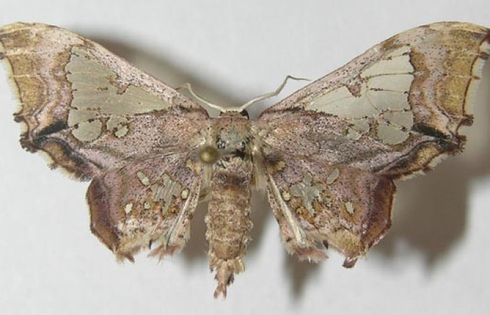 Figura 1. Adulto de <i>Pseudasellodes</i></i> fenestrariaDHJ02 (Geometridae), vista dorsal, localidad Clavija, Sector Rincón Rain Forest ACG (494m). Voucher: 10-SRNP-81268-DHJ541420.jpg.