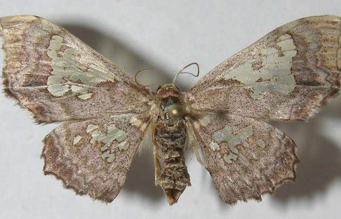 Figura 10. Adulto de <i>Pseudasellodes</i></i> fenestrariaDHJ01 (Geometridae), vista dorsal, localidad Estación Los Almendros, Sector El Hacha ACG (290m). Voucher: 12-SRNP-21292-DHJ565684.jpg.