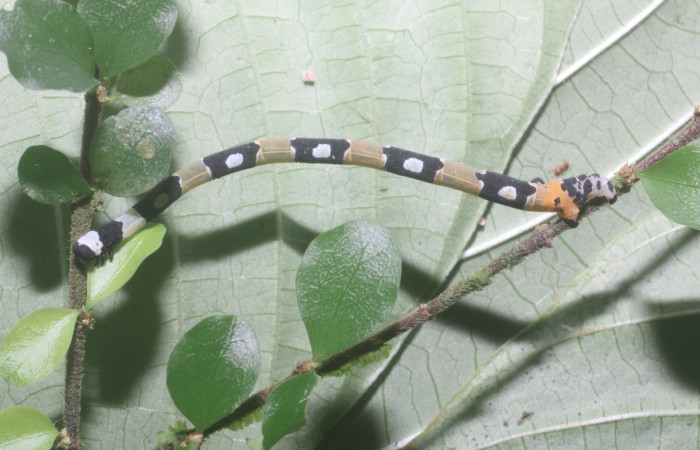 Figura 2. Larva <i>Pseudasellodes</i></i> fenestrariaDHJ02 (Geometridae), penúltimo estadío (PU) vista lateral, localidad Flecha, Sector Rincón Rain Forest ACG (491m). Voucher: 18-SRNP-80960-DHJ715989.jpg.