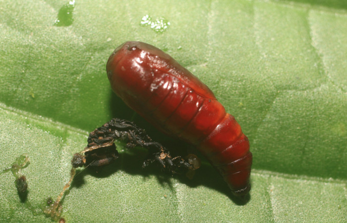 Figura 4. Pupa de <i>Pseudasellodes</i></i> fenestrariaDHJ02 (Geometridae), vista dorsal, localidad Flecha, Sector Rincón Rain Forest ACG (491m). Voucher: 18-SRNP-80960-DHJ753262.jpg.