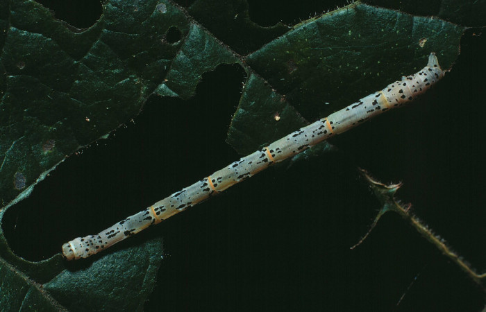 Figura 9. Larva <i>Pseudasellodes</i></i> fenestrariaDHJ01 (Geometridae), último estadío (U) vista dorsal, localidad Area Administrativa, Sector Santa Rosa ACG (295m). Voucher: 83-SRNP-1133-DHJ5993.jpg.
