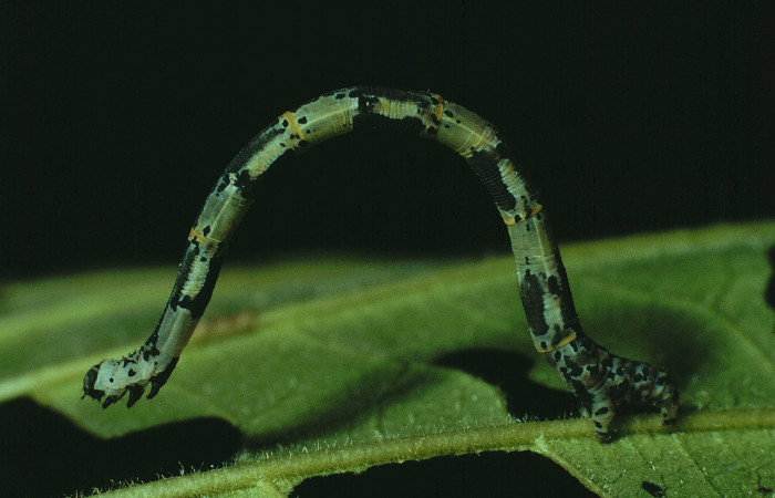 Figura 11. Larva <i>Pseudasellodes</i></i> fenestrariaDHJ03 (Geometridae), último estadío (U) vista lateral, localidad Quebrada duende, Sector Santa Rosa ACG (280m). Voucher: 90-SRNP-2130-DHJ13283.jpg.