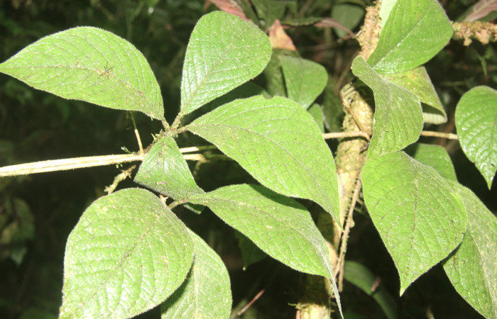 Figura 13. Planta hospedera de <i>Pseudasellodes</i></i> fenestrariaDHJ02 (Geometridae), planta llamada <i>Randia pittieri</i></i> (Rubiaceae), localidad Sendero Manguera, Estación Biológica Quica Sector Pitilla ACG (470m), foto: Ricardo Calero 29 Noviembre 2021.