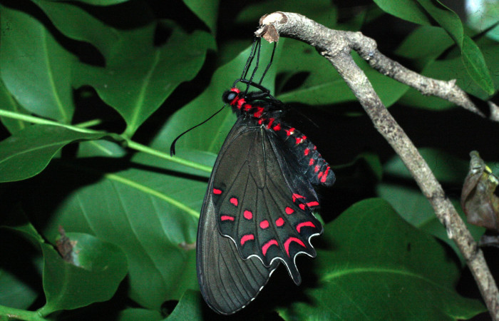 Fig. 13 Adulto de <i>Parides photinus</i></i> (Papilionidae) (18-SRNP-20169-DHJ710969). 15 de Mayo 2018, Cañon Rio Mena Sector Del Oro.