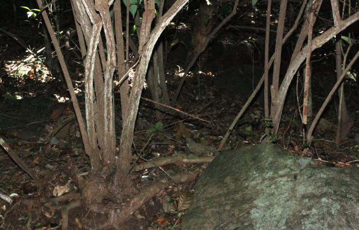 Fig. 15 Tallos de <i>Aristolochia arborea</i></i> (Aristolochiacea). 16 de Abril 2018, Cañon Rio Mena Sector Del Oro.