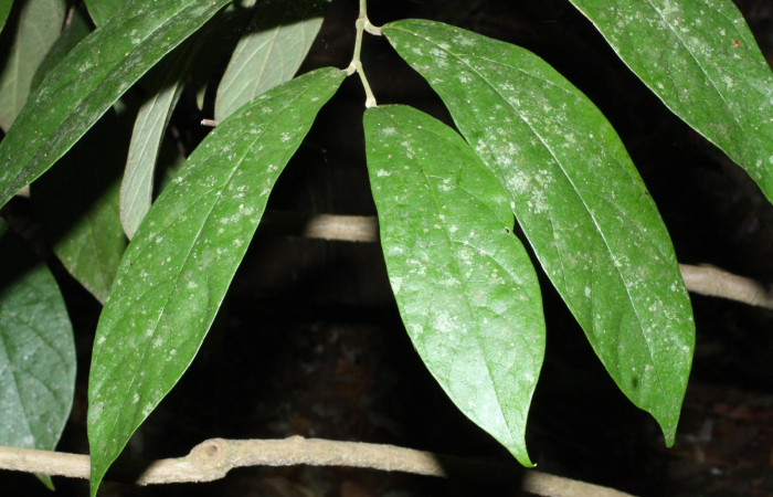 Fig. 16 As de hojas <i>Aristolochia arborea</i></i> (Aristolochiacea). 16 de Abril 2018. Cañon Rio Mena Sector Del Oro, 06 de Abril 2018. Cañón Rio Mena Sector Del Oro.