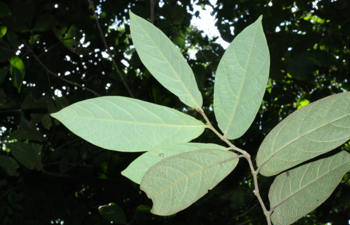 Fig. 17 Envez de hojas <i>Aristolochia arborea</i></i> (Aristolochiacea). 16 de Abril 2018, Cañon Rio Mena Sector Del Oro, 06 de Abril 2018. Cañón Rio Mena Sector Del Oro.