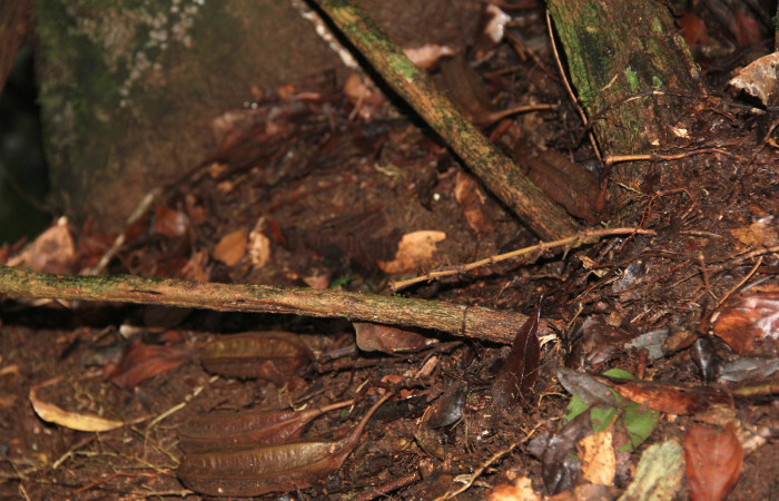 Fig. 18 Frutos de <i>Aristolochia arborea</i></i> (Aristolochiacea). 08 de Noviembre 2018, Cañon Rio Mena Sector Del Oro.