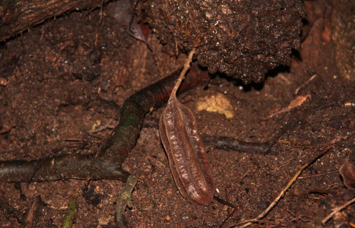Fig. 19 Frutos de <i>Aristolochia arborea</i></i> (Aristolochiacea). 08 de Noviembre 2018, Cañón Rio Mena Sector Del Oro.