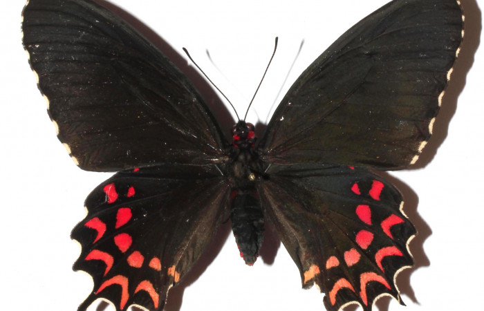 Fig. 1 Vista dorsal de <i>Parides photinus</i></i> (Papilionidae) (17-SRNP-20592-DHJ925666).