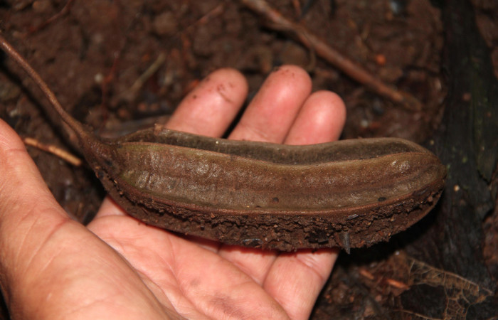 Fig. 21 Fruto de <i>Aristolochia arborea</i></i> (Aristolochiacea). 08 de Noviembre 2018, Cañón Rio Mena Sector Del Oro.