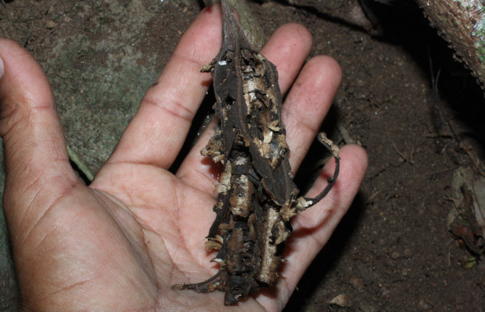 Fig. 22 Fruto seco después de haber dejado caer sus semillas al suelo, <i>Aristolochia arborea</i></i> (Aristolochiacea). 13 de Abril 2018, Cañon Rio Mena Sector Del Oro.