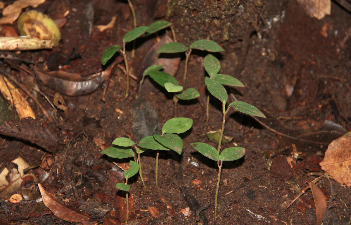 Fig. 24 Nuevas plantitas de <i>Aristolochia arborea</i></i> (Aristolochiacea). 08 de Noviembre 2018, Cañon Rio Mena Sector Del Oro.