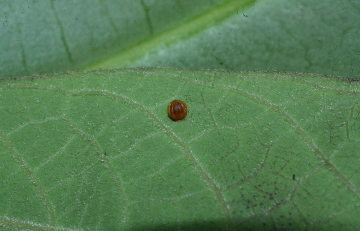 Fig. 3 Huevo de <i>Parides photinus</i></i> (Papilionidae) (18-SRNP-20112-DHJ710870). 02 de Abril 2018. Cañon Rio Mena Sector Del Oro.