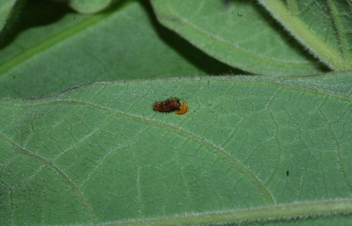 Fig. 4 Oruga <i>Parides photinus</i></i> (Papilionidae) recientemente eclosionado comiendo la cáscara del huevecillo (18-SRNP-20112-DHJ710872). 03 de Abril 2018. Cañon Rio Mena Sector Del Oro.