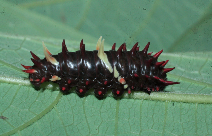 Fig. 5 <i>Parides photinus</i></i> (Papilionidae) en penúltimo estadio (18-SRNP-20158-DHJ710920). 13 de Abril 2018, Cañon Rio Mena Sector Del Oro.
