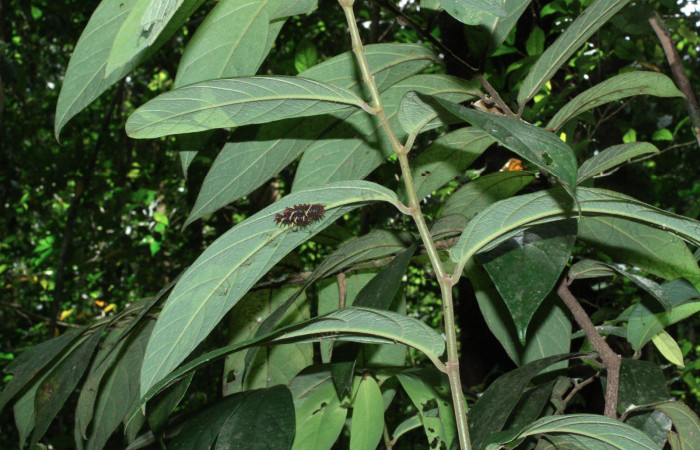 Fig. 6 <i>Parides photinus</i></i> (Papilionidae), penúltimo estadio (18-SRNP-20156-DHJ710911). 13 de Abril 2018. Cañon Rio Mena Sector Del Oro.