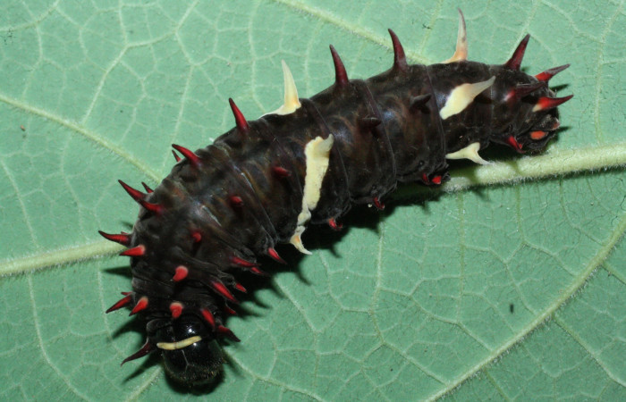 Fig. 7 <i>Parides photinus</i></i> (Papilionidae) en último estadio (18-SRNP-20158-DHJ710933). 24 de Abril 2018, Cañon Rio Mena Sector Del Oro.