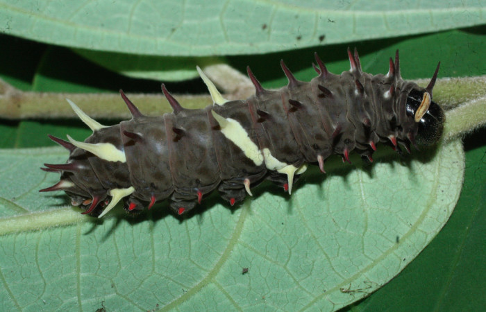 Fig. 8 Último estadio de <i>Parides photinus</i></i> (Papilionidae) (18-SRNP-20169-DHJ710938). 24 de Abril 2018, Cañon Rio Mena Sector Del Oro.