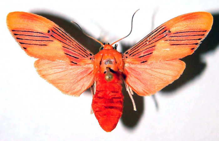 Fig. 1 Adulto <i>Lepidokirbyia vittipes</i></i> (Erebidae), vista dorsal mide 34mm. Area Administrativa, Sector Santa Rosa, 295m. 91-SRNP-1889-DHJ39092.