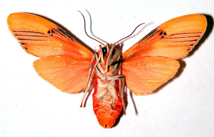 Fig. 2 Adulto <i>Lepidokirbyia vittipes</i></i> (Erebidae), vista ventral mide 34mm. Area Administrativa, Sector Santa Rosa, 295m. 91-SRNP-1889-DHJ39093.