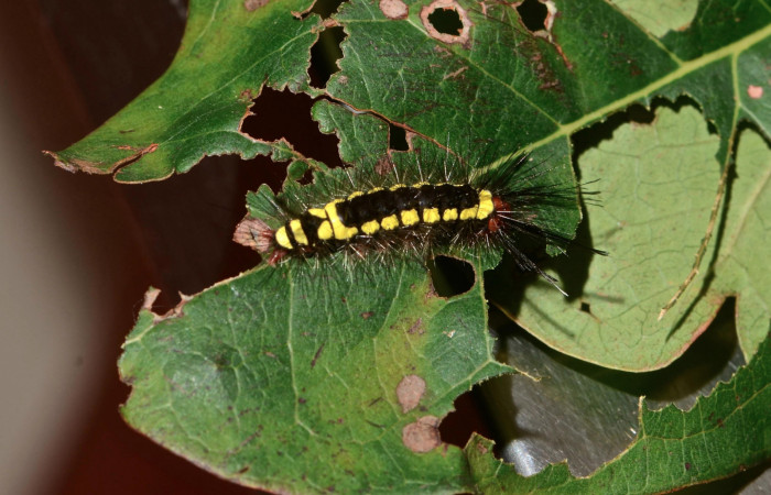 Fig. 3 Larva <i>Lepidokirbyia vittipes</i></i> (Erebidae), vista dorsal. Area Administrativa, Sector Santa Rosa, 295m. 13-SRNP-10514-DHJ499063.jpg.