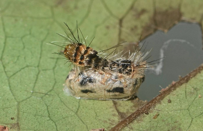 Fig. 6 Parasito (Ichneumonidae) de larva <i>Lepidokirbyia vittipes</i></i> (Erebidae), vista dorsal. mide 23mm.Area Administrativa, Sector Santa Rosa, 680m. 13-SRNP-10514-DHJ499062.jpg