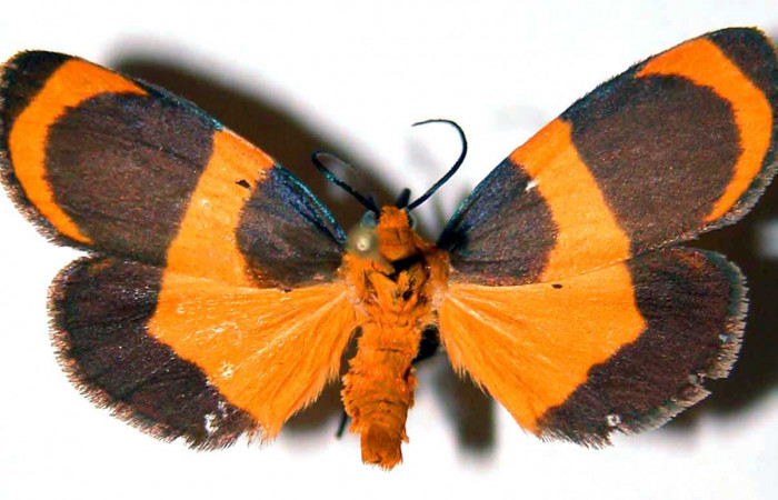 Fig. 1 Posición dorsal hembra <i>Eudesmia menea</i></i> (Erebidae), individuo colectado en estado de oruga comiendo musgo sobre la corteza de un tronco, el 21 de Junio 1984 en Quebrada Costa Rica, Sector Santa Rosa ACG. (84-SRNP-929-DHJ39040).