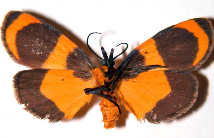 Fig. 2 Posición ventral hembra <i>Eudesmia menea</i></i> (Erebidae), individuo colectado en estado de oruga comiendo musgo sobre la corteza de un tronco, el 21 de Junio 1984 en Quebrada Costa Rica, Sector Santa Rosa. (84-SRNP-929-DHJ39041).