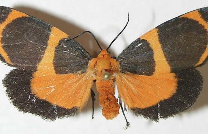 Fig. 3 Posición dorsal macho <i>Eudesmia menea</i></i> (Erebidae), individuo colectado en estado de oruga comiendo musgo sobre la corteza <i>Pithecellobium furcatum</i></i> (Fabaceae), el 12 de Setiembre 2008 Estación Biológica Los Almendros Sector El Hacha ACG. (08-SRNP-23309-DHJ505284).