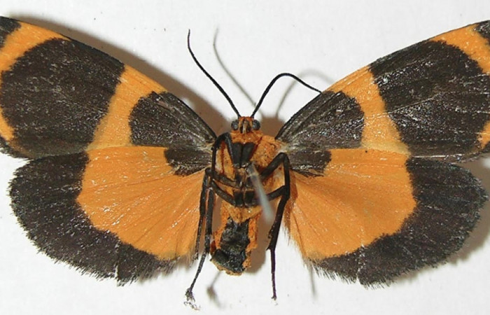 Fig. 4 Posición ventral macho <i>Eudesmia menea</i></i> (Erebidae), individuo colectado en estado de oruga comiendo musgo sobre la corteza <i>Pithecellobium furcatum</i></i> (Fabaceae), el 12 de Setiembre 2008 Estación Biológica Los Almendros Sector El Hacha ACG. (08-SRNP-23309-DHJ505285).
