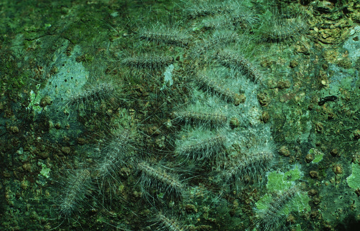 Fig. 5 Grupito de orugas <i>Eudesmia menea</i></i> (Erebidae) sobre la corteza de un tronco, Bosque San Emilio Sector Santa Rosa ACG. 21 de Agosto 1984, (84-SRNP-1716-DHJ8655).