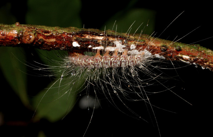 Fig. 6 Último estadio de la oruga <i>Eudesmia menea</i></i> (Erebidae) alimentándose de líquenes sobre una rama,29 de Agosto 2011 Área Administrativa Sector Santa Rosa ACG. (11-SRNP-13032-DHJ494146).