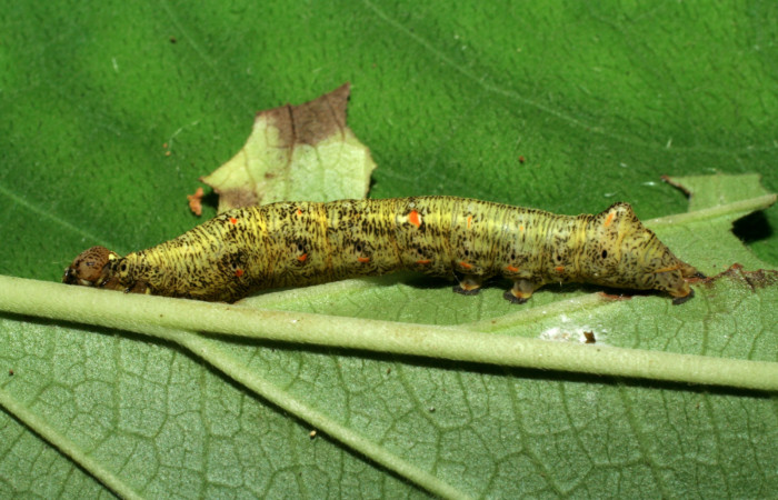  Larva en posición lateral de <i>Gonodonta pulverea</i></i> (Erebidae), PU estadio. Sector Pitilla, Pasmompa. Voucher 06-SRNP-32929-DHJ416014.jpg.
