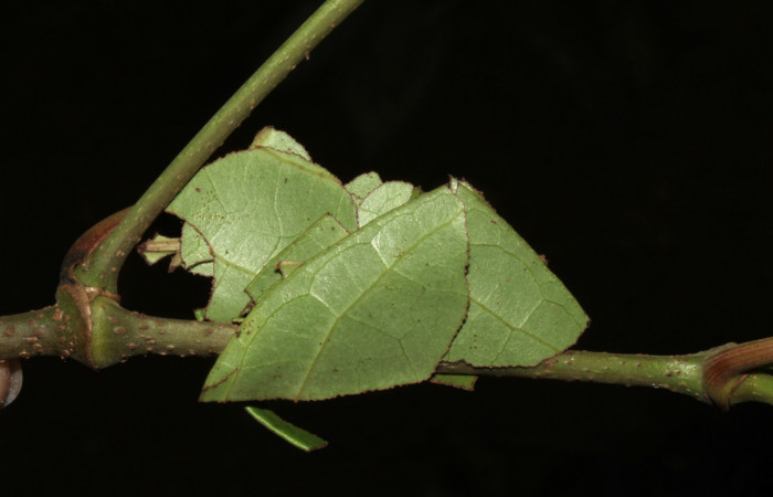  Prepupa de <i>Gonodonta pulverea</i></i> (Erebidae). Sector Pitilla, Pasmompa. Voucher  18-SRNP-31685-DHJ746979.jpg.