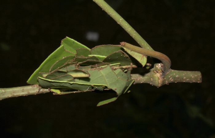  Prepupa de <i>Gonodonta pulverea</i></i> (Erebidae). Sector Pitilla, Pasmompa. Voucher  18-SRNP-31685-DHJ746981.jpg.