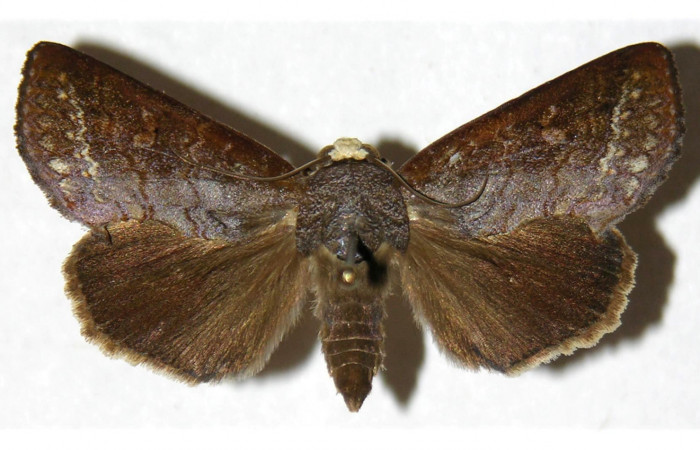  Adulto en posición dorsal de <i>Gonodonta pulverea</i></i> (Erebidae). Sector Rincon Rain Forest, Camino Río Francia. Voucher  03-SRNP-11136-DHJ312060.