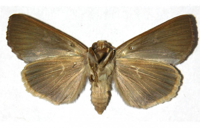  Adulto en posición ventral de <i>Gonodonta pulverea</i></i> (Erebidae). Sector Rincon Rain Forest, Camino Río Francia. Voucher  03-SRNP-11136-DHJ312061.