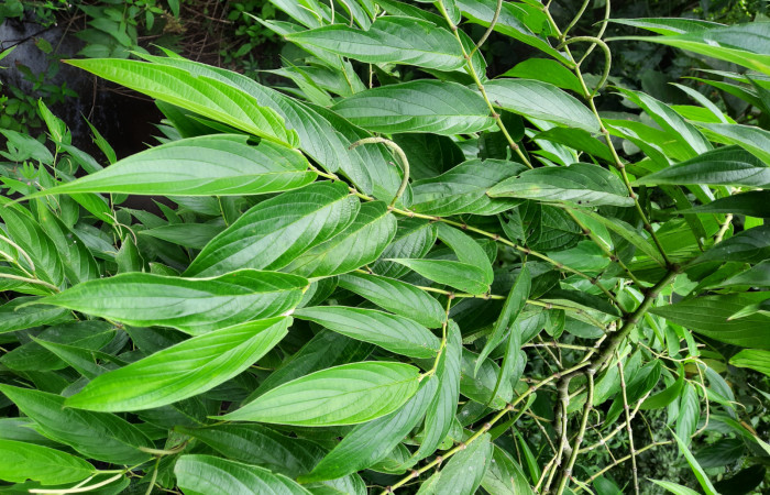 <i>Piper aduncum</i></i> (Piperaceae), Planta hospedera de <i>Gonodonta pulverea</i></i> (Erebidae). Sector San Cristóbal, Río Blanco Abajo. Foto, Elda Araya. 29 de Noviembre 2021. 
