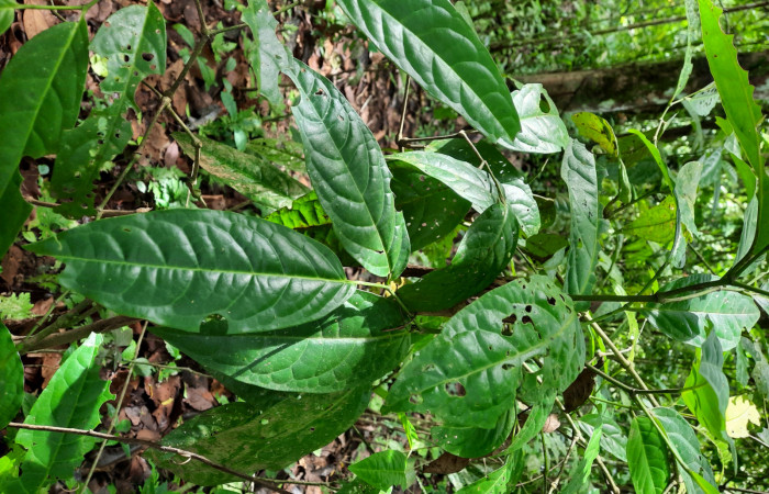  <i>Piper arboreum</i></i> (Piperaceae), Planta hospedera de <i>Gonodonta pulverea</i></i> (Erebidae). Sector San Cristóbal, Río Blanco Abajo. Foto, Elda Araya. 29 de Noviembre 2021. 
