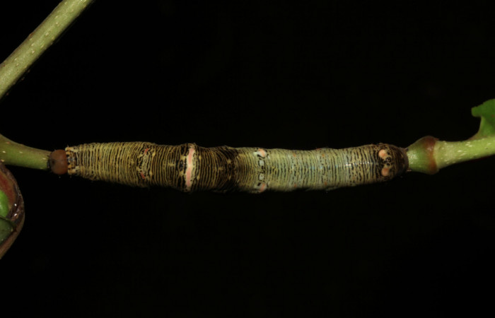  Larva en posición dorsal de <i>Gonodonta pulverea</i></i> (Erebidae), U estadio. Sector Pitilla, Pasmompa. Voucher  18-SRNP-31685-DHJ746828.jpg.