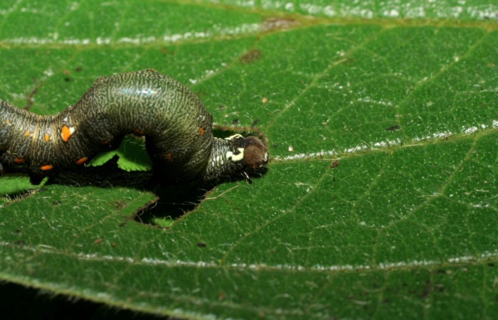  Larva en posición lateral de <i>Gonodonta pulverea</i></i> (Erebidae), PU estadio. Sector Pitilla, Pasmompa. Voucher  06-SRNP-32975-DHJ416038.jpg.
