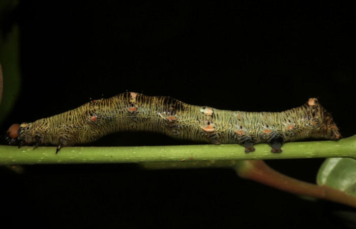  Larva en posición laterall de <i>Gonodonta pulverea</i></i> (Erebidae), U estadio. Sector Pitilla, Pasmompa. Voucher  18-SRNP-31685-DHJ746829.jpg.