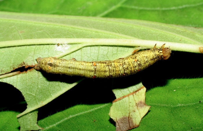  Larva en posición lateral de <i>Gonodonta pulverea</i></i> (Erebidae), PU estadio. Sector Pitilla, Pasmompa. Voucher  06-SRNP-32929-DHJ416010.jpg.