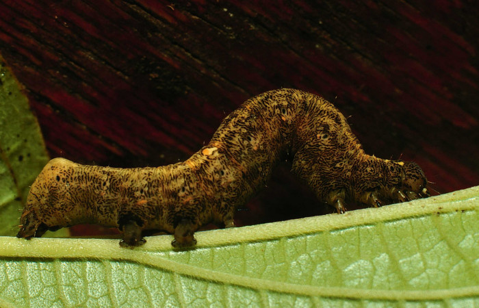  Larva en posición lateral de <i>Gonodonta pulverea</i></i> (Erebidae), U estadio. Sector San Cristóbal, Limite Viales. Voucher  97-SRNP-6539-DHJ43594.jpg.