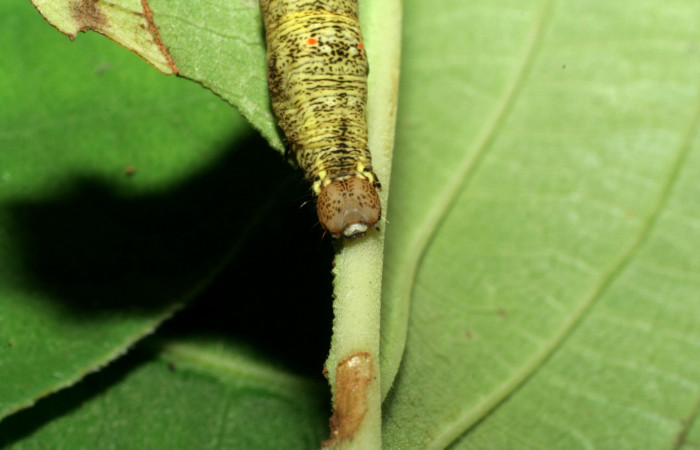  Cabeza en posición frontal de <i>Gonodonta pulverea</i></i> (Erebidae), PU estadio. Sector Pitilla, Pasmompa. Voucher 06-SRNP-32929-DHJ416013.jpg.