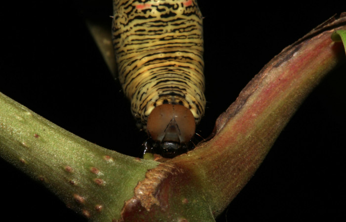 Cabeza en posición frontal de <i>Gonodonta pulverea</i></i> (Erebidae), U estadio. Sector Pitilla, Pasmompa. Voucher  18-SRNP-31685-DHJ746833.jpg.