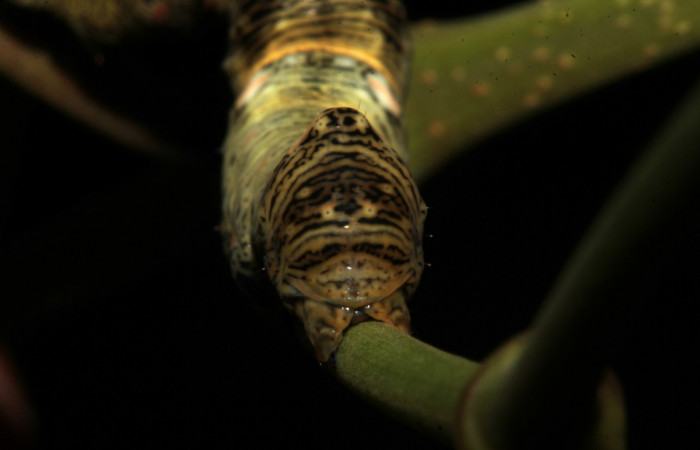  Cola parte trasera de <i>Gonodonta pulverea</i></i> (Erebidae), U estadio. Sector Pitilla, Pasmompa. Voucher  18-SRNP-31685-DHJ746831.jpg.