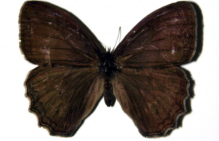 Figura 11. Adulto de <i>Magneuptychia libye</i></i> (Nymphalidae),  hembra vista dorsal, localidad, Quebrada Romero Sector Del Oro ACG (490m). Voucher 04-SRNP-22219-DHJ97490.jpg.